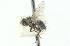  ( - CNC DIPTERA 104346)  @12 [ ] CreativeCommons - Attribution (2011) CNC/CBG Photography Group Centre for Biodiversity Genomics
