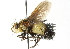  (Xanthoepalpus - CNC DIPTERA 104373)  @15 [ ] CreativeCommons - Attribution (2011) CNC/CBG Photography Group Centre for Biodiversity Genomics