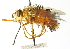  (Adejeania - CNC DIPTERA 104378)  @15 [ ] CreativeCommons - Attribution (2011) CNC/CBG Photography Group Centre for Biodiversity Genomics