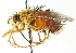  (Adejeania vexatrix - CNC DIPTERA 104379)  @15 [ ] CreativeCommons - Attribution (2011) CNC/CBG Photography Group Centre for Biodiversity Genomics