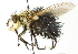  (Jurinella lutzi - CNC DIPTERA 104383)  @15 [ ] CreativeCommons - Attribution (2011) CNC/CBG Photography Group Centre for Biodiversity Genomics
