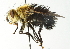  (Jurinella mexicana - CNC DIPTERA 104385)  @15 [ ] CreativeCommons - Attribution (2011) CNC/CBG Photography Group Centre for Biodiversity Genomics