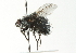  ( - CNC DIPTERA 104388)  @13 [ ] CreativeCommons - Attribution (2011) CNC/CBG Photography Group Centre for Biodiversity Genomics
