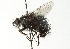  ( - CNC DIPTERA 104389)  @11 [ ] CreativeCommons - Attribution (2011) CNC/CBG Photography Group Centre for Biodiversity Genomics