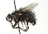 ( - CNC DIPTERA 104391)  @14 [ ] CreativeCommons - Attribution (2011) CNC/CBG Photography Group Centre for Biodiversity Genomics