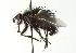  ( - CNC DIPTERA 104392)  @13 [ ] CreativeCommons - Attribution (2011) CNC/CBG Photography Group Centre for Biodiversity Genomics