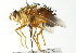  ( - CNC DIPTERA 104395)  @14 [ ] CreativeCommons - Attribution (2011) CNC/CBG Photography Group Centre for Biodiversity Genomics