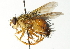  ( - CNC DIPTERA 104396)  @14 [ ] CreativeCommons - Attribution (2011) CNC/CBG Photography Group Centre for Biodiversity Genomics