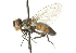  (Clausicella geniculata - CNC DIPTERA 104398)  @14 [ ] CreativeCommons - Attribution (2011) CNC/CBG Photography Group Centre for Biodiversity Genomics