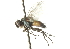  ( - CNC DIPTERA 104401)  @12 [ ] CreativeCommons - Attribution (2011) CNC/CBG Photography Group Centre for Biodiversity Genomics