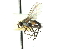  ( - CNC DIPTERA 104402)  @12 [ ] CreativeCommons - Attribution (2011) CNC/CBG Photography Group Centre for Biodiversity Genomics