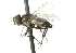  ( - CNC DIPTERA 104403)  @13 [ ] CreativeCommons - Attribution (2011) CNC/CBG Photography Group Centre for Biodiversity Genomics