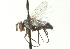  (Clausicella sp. 7 - CNC DIPTERA 104414)  @13 [ ] CreativeCommons - Attribution (2011) CNC/CBG Photography Group Centre for Biodiversity Genomics