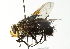  ( - CNC DIPTERA 104415)  @14 [ ] CreativeCommons - Attribution (2011) CNC/CBG Photography Group Centre for Biodiversity Genomics