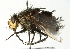  ( - CNC DIPTERA 104417)  @13 [ ] CreativeCommons - Attribution (2011) CNC/CBG Photography Group Centre for Biodiversity Genomics