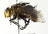  ( - CNC DIPTERA 104418)  @13 [ ] CreativeCommons - Attribution (2011) CNC/CBG Photography Group Centre for Biodiversity Genomics