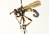  (Hemyda - CNC DIPTERA 104445)  @15 [ ] CreativeCommons - Attribution (2011) CNC/CBG Photography Group Centre for Biodiversity Genomics