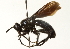  (Penthosia - CNC DIPTERA 104447)  @11 [ ] CreativeCommons - Attribution (2011) CNC/CBG Photography Group Centre for Biodiversity Genomics