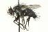  ( - CNC DIPTERA 104543)  @13 [ ] CreativeCommons - Attribution (2011) CNC/CBG Photography Group Centre for Biodiversity Genomics