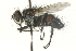  ( - CNC DIPTERA 104545)  @13 [ ] CreativeCommons - Attribution (2011) CNC/CBG Photography Group Centre for Biodiversity Genomics