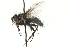  ( - CNC DIPTERA 104546)  @13 [ ] CreativeCommons - Attribution (2011) CNC/CBG Photography Group Centre for Biodiversity Genomics