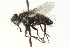  ( - CNC DIPTERA 104547)  @13 [ ] CreativeCommons - Attribution (2011) CNC/CBG Photography Group Centre for Biodiversity Genomics