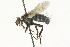  ( - CNC DIPTERA 104553)  @14 [ ] CreativeCommons - Attribution (2011) CNC/CBG Photography Group Centre for Biodiversity Genomics