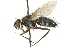  ( - CNC DIPTERA 104554)  @13 [ ] CreativeCommons - Attribution (2011) CNC/CBG Photography Group Centre for Biodiversity Genomics