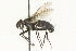  ( - CNC DIPTERA 104555)  @13 [ ] CreativeCommons - Attribution (2011) CNC/CBG Photography Group Centre for Biodiversity Genomics