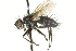  ( - CNC DIPTERA 104556)  @12 [ ] CreativeCommons - Attribution (2011) CNC/CBG Photography Group Centre for Biodiversity Genomics