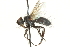  ( - CNC DIPTERA 104557)  @13 [ ] CreativeCommons - Attribution (2011) CNC/CBG Photography Group Centre for Biodiversity Genomics