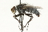  ( - CNC DIPTERA 104558)  @14 [ ] CreativeCommons - Attribution (2011) CNC/CBG Photography Group Centre for Biodiversity Genomics