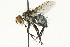  ( - CNC DIPTERA 104559)  @15 [ ] CreativeCommons - Attribution (2011) CNC/CBG Photography Group Centre for Biodiversity Genomics