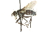 ( - CNC DIPTERA 104560)  @12 [ ] CreativeCommons - Attribution (2011) CNC/CBG Photography Group Centre for Biodiversity Genomics