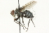  ( - CNC DIPTERA 104562)  @13 [ ] CreativeCommons - Attribution (2011) CNC/CBG Photography Group Centre for Biodiversity Genomics