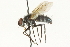  (Oswaldia conica - CNC DIPTERA 104563)  @13 [ ] CreativeCommons - Attribution (2011) CNC/CBG Photography Group Centre for Biodiversity Genomics