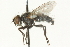  ( - CNC DIPTERA 104565)  @13 [ ] CreativeCommons - Attribution (2011) CNC/CBG Photography Group Centre for Biodiversity Genomics