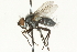  ( - CNC DIPTERA 104567)  @13 [ ] CreativeCommons - Attribution (2011) CNC/CBG Photography Group Centre for Biodiversity Genomics