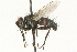  ( - CNC DIPTERA 104571)  @12 [ ] CreativeCommons - Attribution (2011) CNC/CBG Photography Group Centre for Biodiversity Genomics