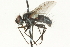  ( - CNC DIPTERA 104572)  @12 [ ] CreativeCommons - Attribution (2011) CNC/CBG Photography Group Centre for Biodiversity Genomics