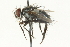  ( - CNC DIPTERA 104573)  @12 [ ] CreativeCommons - Attribution (2011) CNC/CBG Photography Group Centre for Biodiversity Genomics