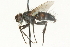  ( - CNC DIPTERA 104574)  @11 [ ] CreativeCommons - Attribution (2011) CNC/CBG Photography Group Centre for Biodiversity Genomics