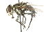  ( - CNC DIPTERA 104596)  @11 [ ] CreativeCommons - Attribution (2011) CNC/CBG Photography Group Centre for Biodiversity Genomics