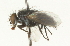  ( - CNC DIPTERA 104670)  @12 [ ] CreativeCommons - Attribution (2011) CNC/CBG Photography Group Centre for Biodiversity Genomics