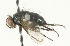  ( - CNC DIPTERA 104672)  @12 [ ] CreativeCommons - Attribution (2011) CNC/CBG Photography Group Centre for Biodiversity Genomics