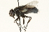  ( - CNC DIPTERA 104682)  @13 [ ] CreativeCommons - Attribution (2011) CNC/CBG Photography Group Centre for Biodiversity Genomics