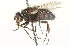  (Ursophyto - CNC DIPTERA 104683)  @13 [ ] CreativeCommons - Attribution (2011) CNC/CBG Photography Group Centre for Biodiversity Genomics