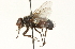  ( - CNC DIPTERA 104685)  @12 [ ] CreativeCommons - Attribution (2011) CNC/CBG Photography Group Centre for Biodiversity Genomics