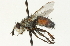  ( - CNC DIPTERA 104696)  @13 [ ] CreativeCommons - Attribution (2011) CNC/CBG Photography Group Centre for Biodiversity Genomics