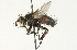  ( - CNC DIPTERA 104697)  @13 [ ] CreativeCommons - Attribution (2011) CNC/CBG Photography Group Centre for Biodiversity Genomics